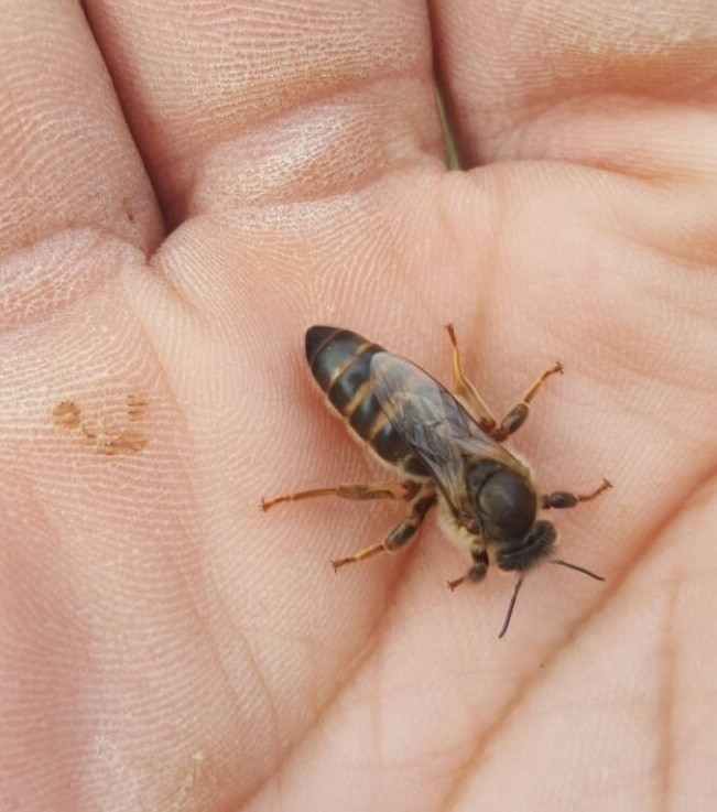 Productor Colmenas y Núcleos Abejas.